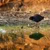 Chrastal zlutozoby - Amaurornis flavirostra - Black Crake o8344